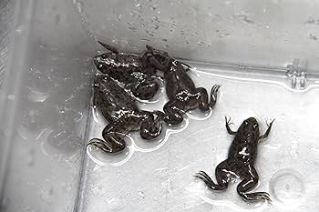 Amazon | (生き餌)アフリカツメガエル Sサイズ ※死着保証分10%添付